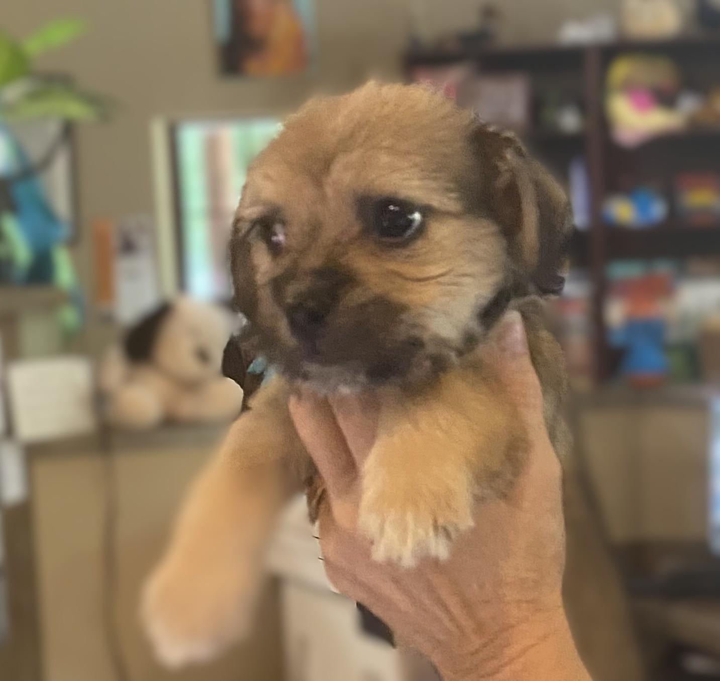 Roy, adopted, Puppy Male Shih Tzu.
