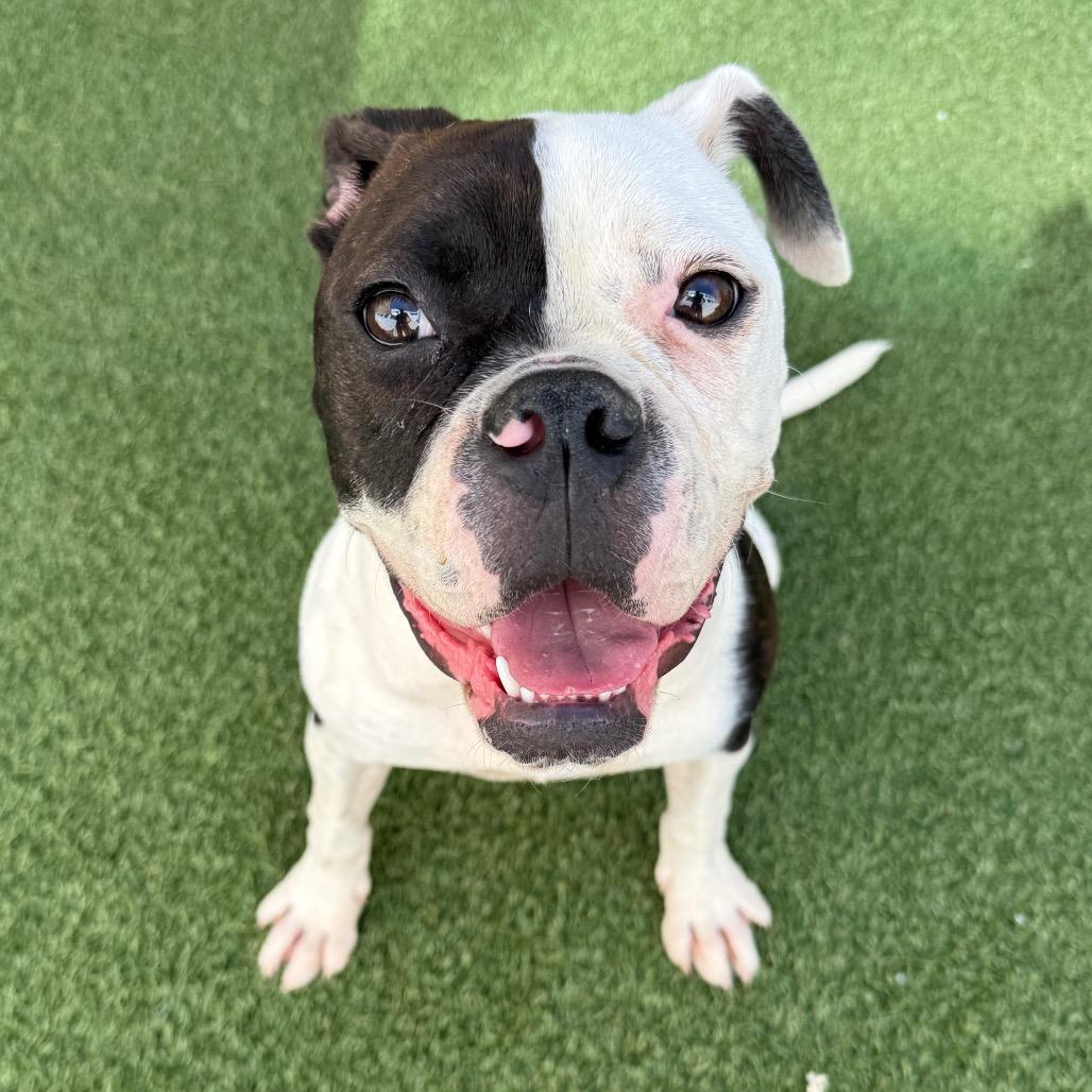 Lizzie, Adoptable, Young Female American Bulldog & Boxer.