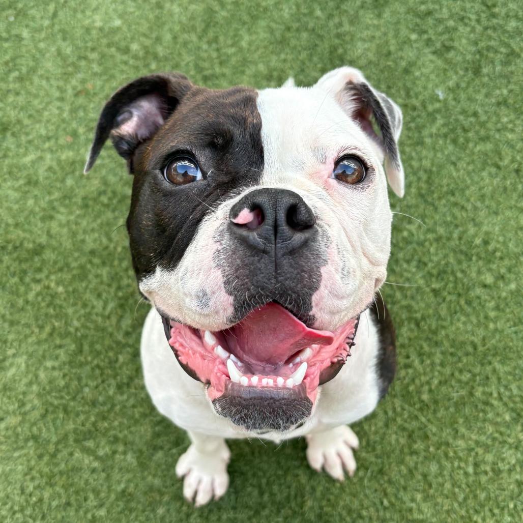 Enlarge Lizzie, a Adoptable mixed breed in Los Angeles, CA image 2/6