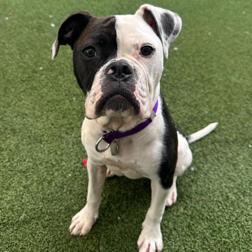 Enlarge Lizzie, a Adoptable mixed breed in Los Angeles, CA image 3/6