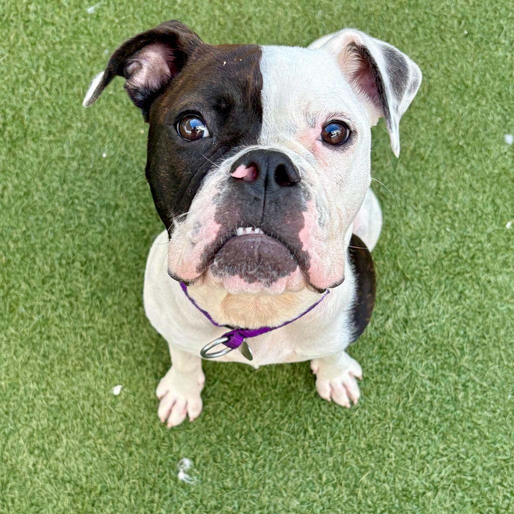 Enlarge Lizzie, a Adoptable mixed breed in Los Angeles, CA image 4/6