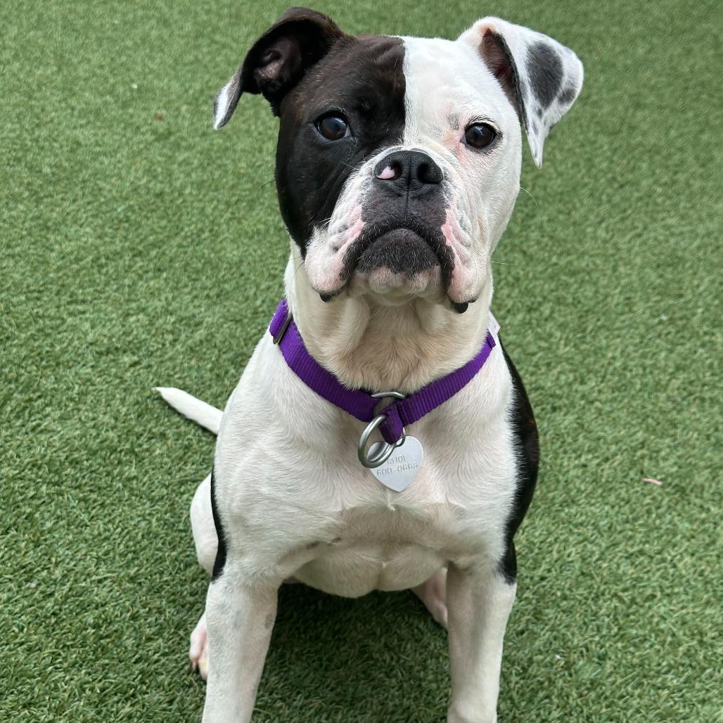 Enlarge Lizzie, a Adoptable mixed breed in Los Angeles, CA image 5/6