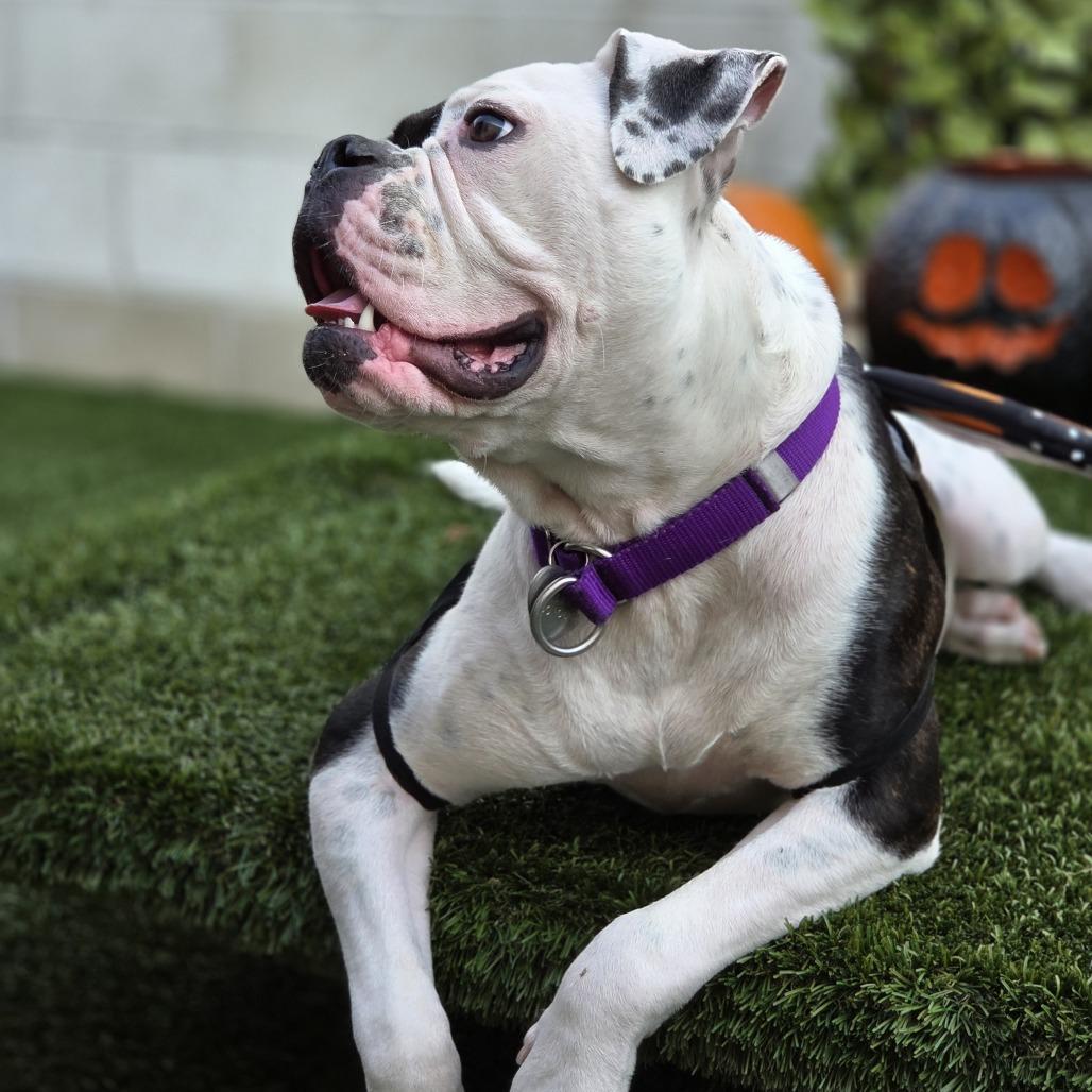 Enlarge Lizzie, a Adoptable mixed breed in Los Angeles, CA image 6/6