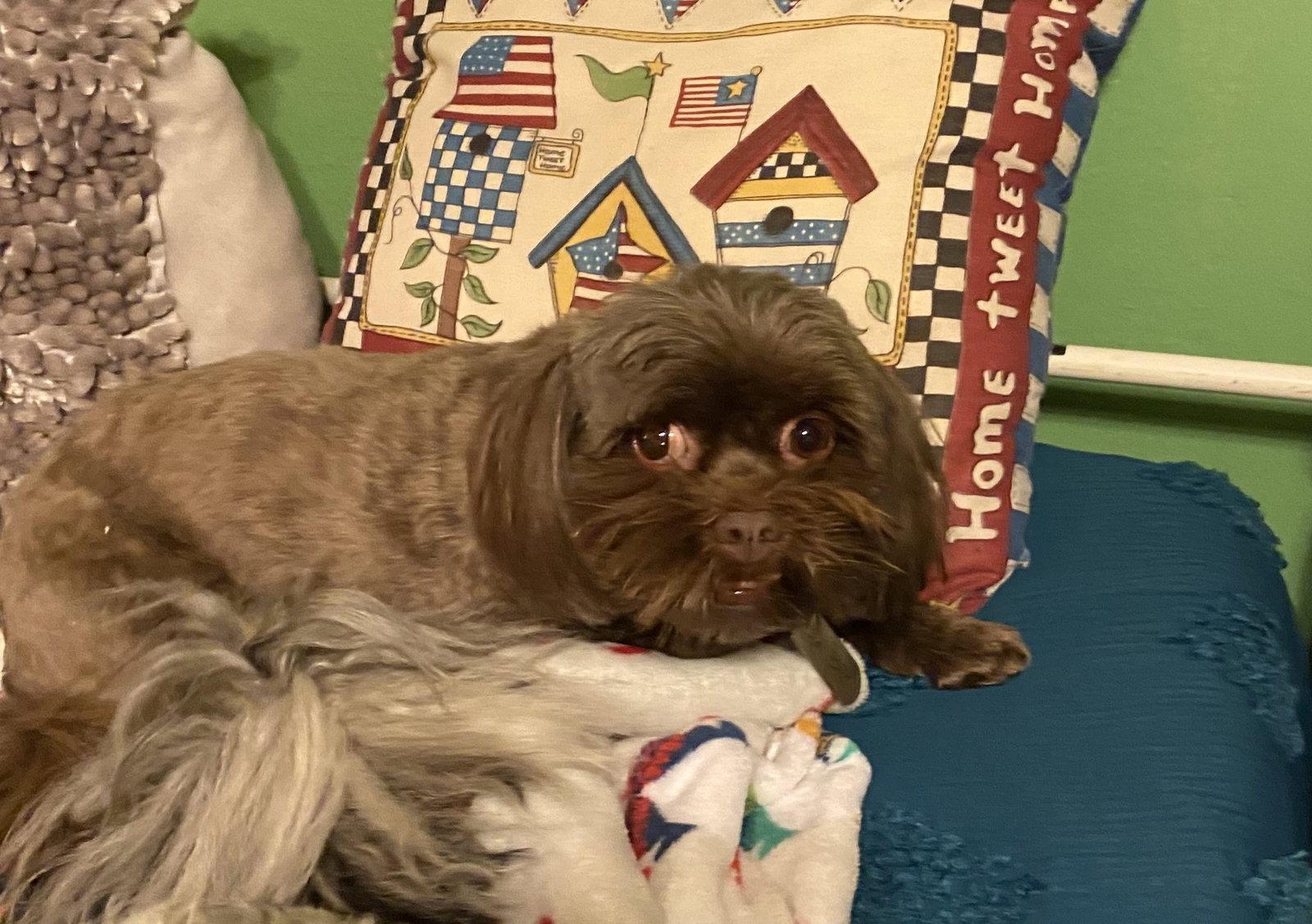 Baby, Adoptable, Senior Female Shih Tzu.