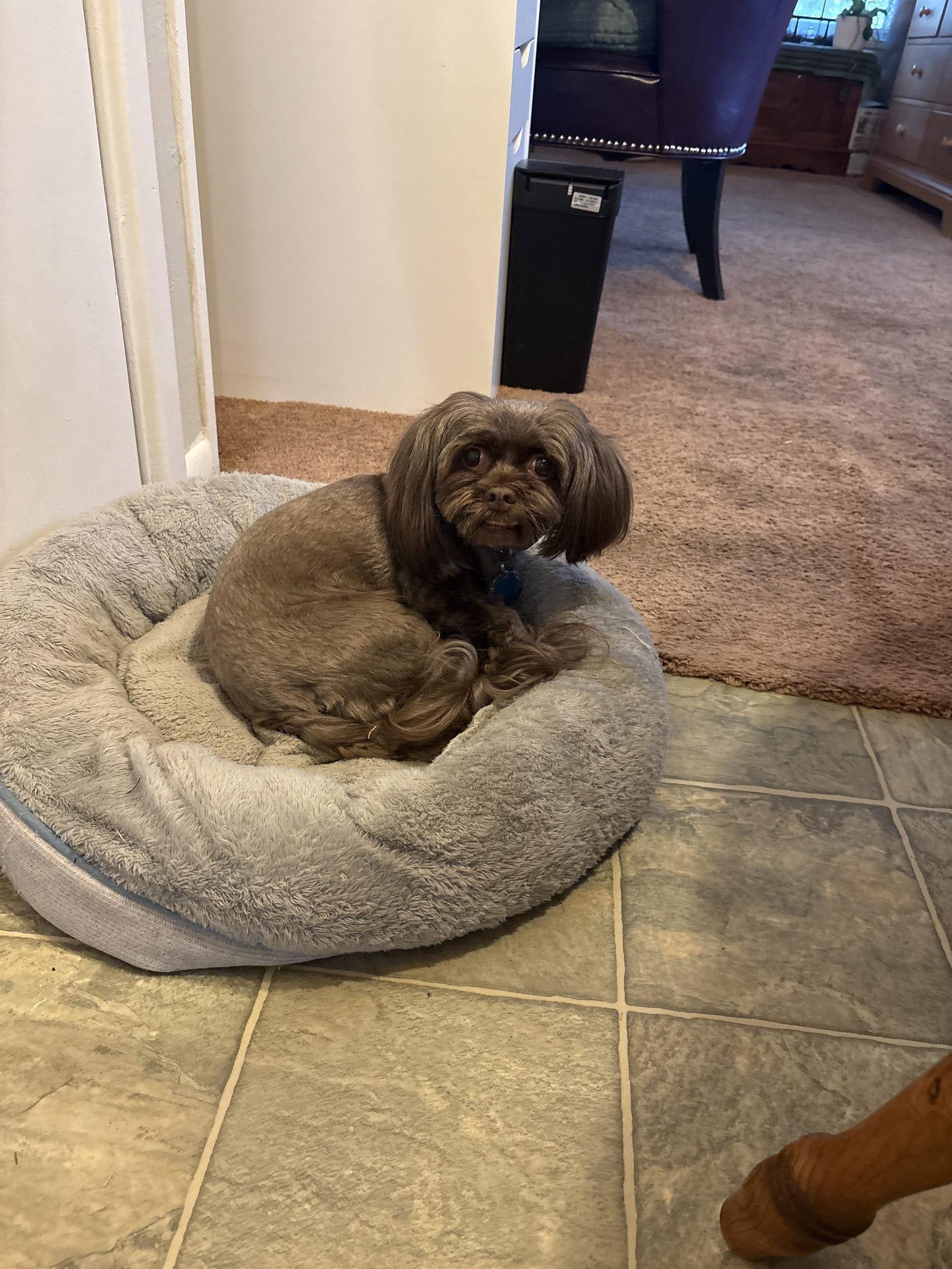 Enlarge Baby, a Adoptable Shih Tzu in McKinney, TX image 2/3