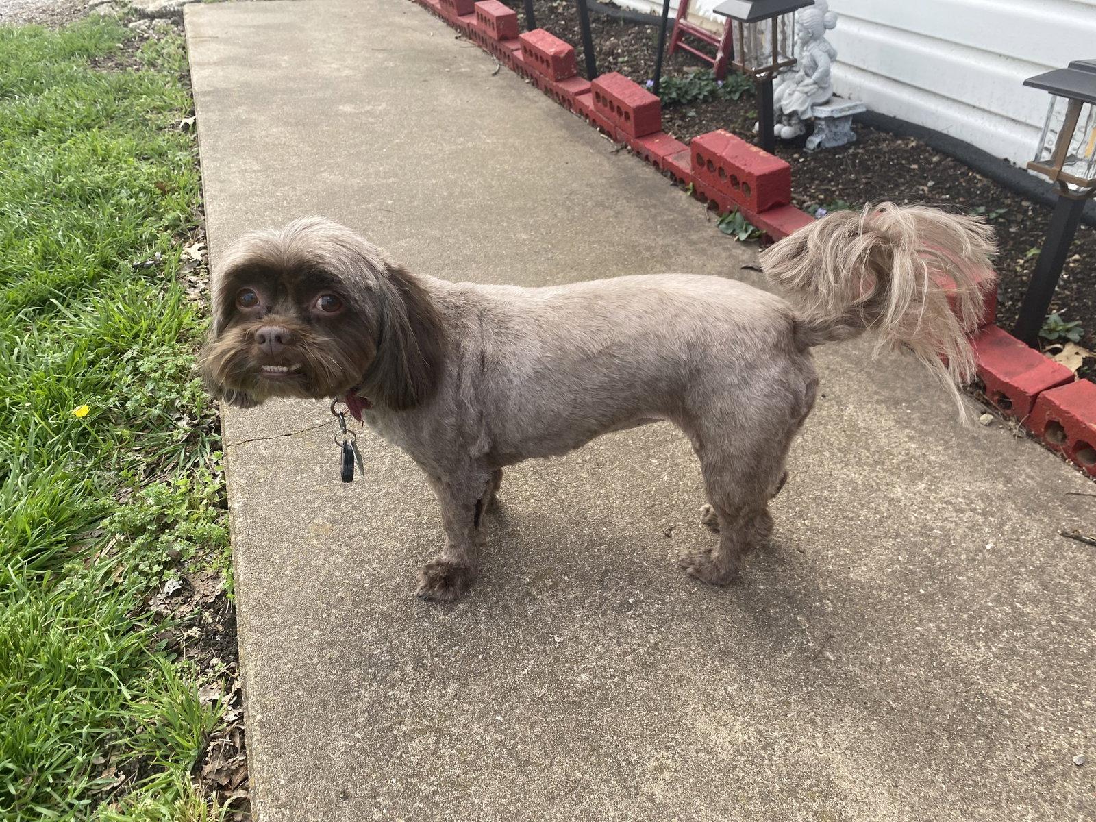 Enlarge Baby, a Adoptable Shih Tzu in McKinney, TX image 3/3
