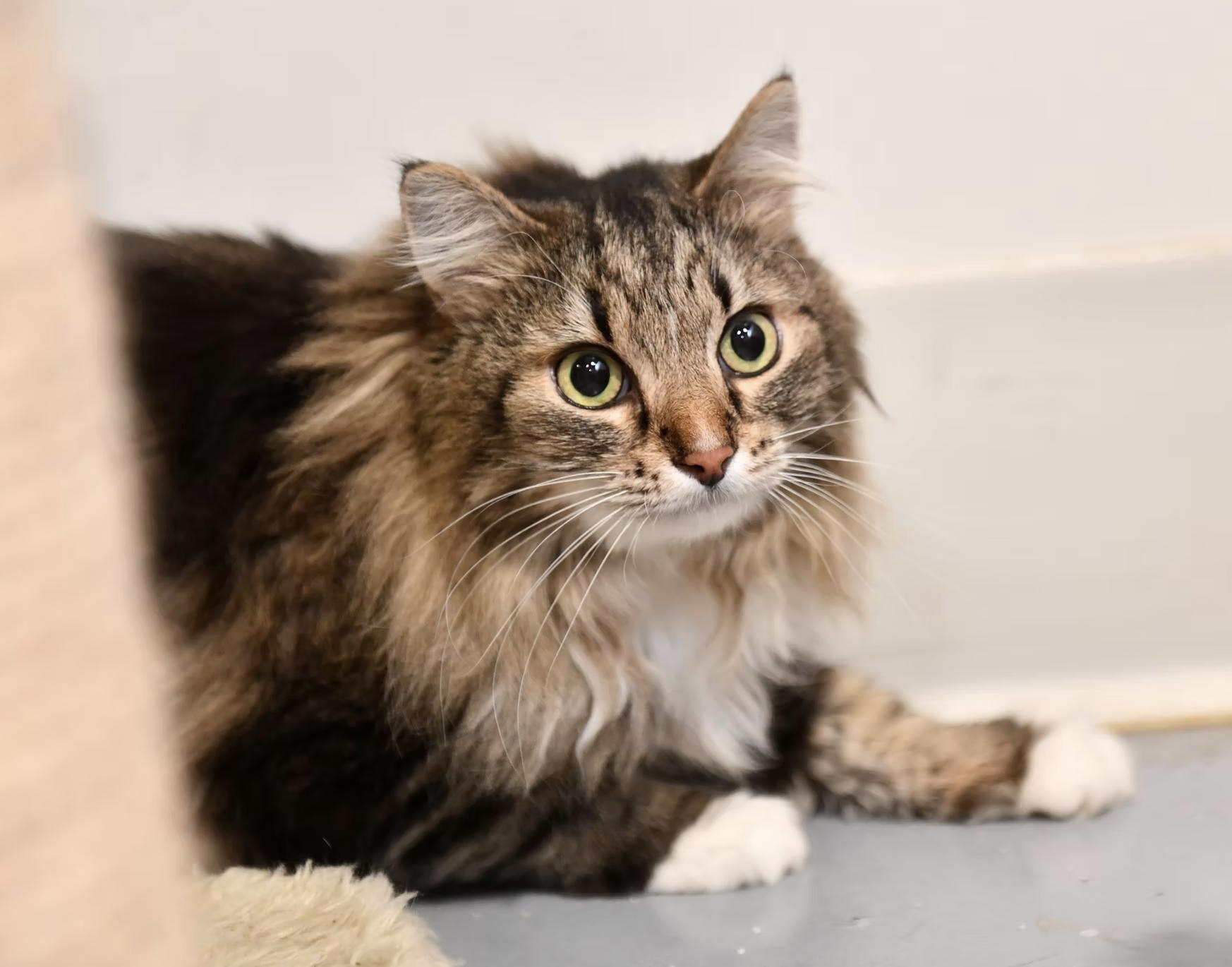 Rue, Adoptable, Adult Female Domestic Medium Hair.