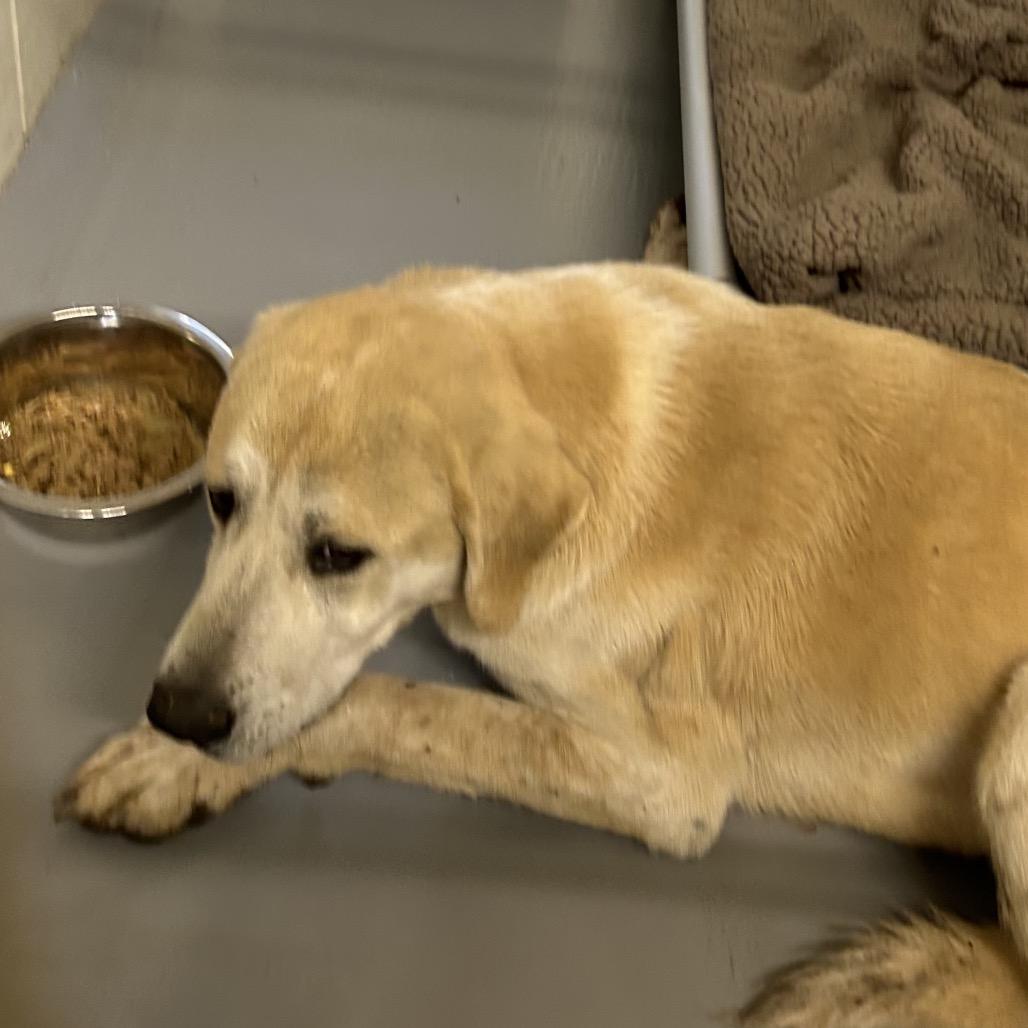 Enlarge Bodacious, a Adoptable Yellow Labrador Retriever in Morganton, NC image 1/1