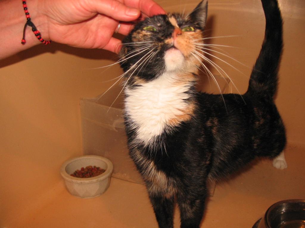 Enlarge Shadow, a Adopted Domestic Short Hair in Brooklyn, NY image 1/4