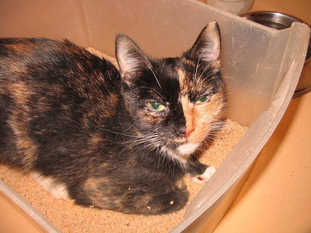 Enlarge Shadow, a Adopted Domestic Short Hair in Brooklyn, NY image 2/4