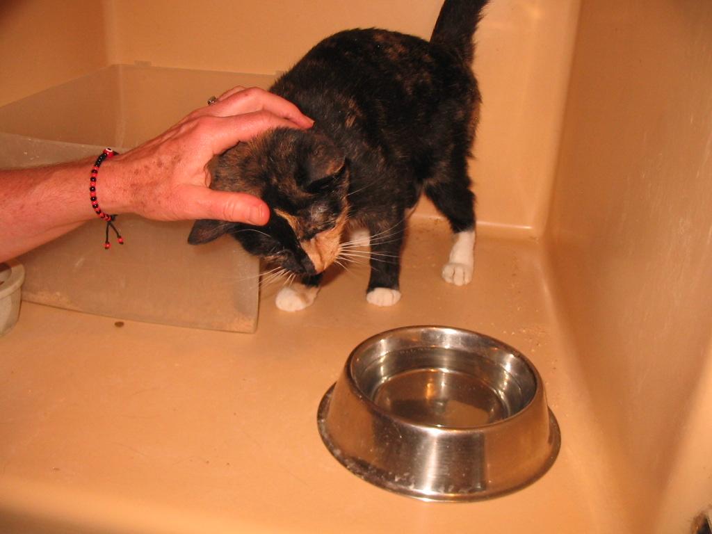 Shadow, Adopted, Adult Female Domestic Short Hair.