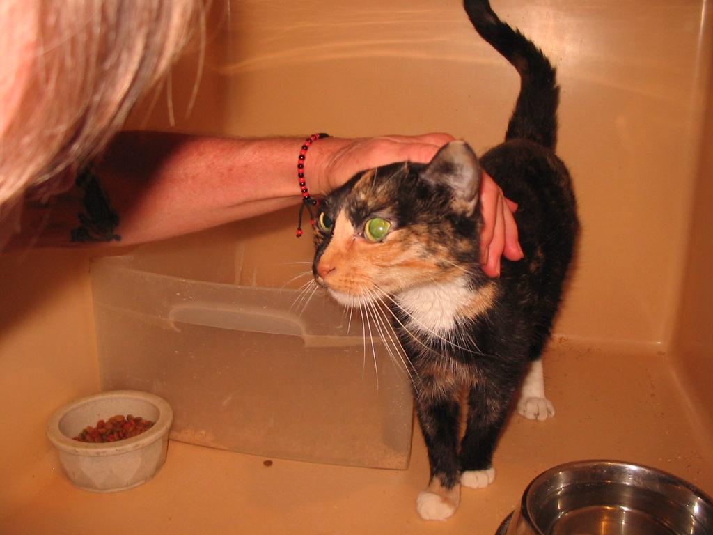 Enlarge Shadow, a Adopted Domestic Short Hair in Brooklyn, NY image 4/4