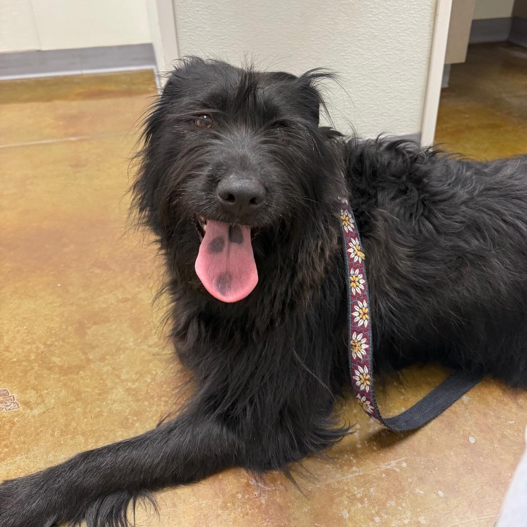 Enlarge Sedona, a Adoptable mixed breed in Albuquerque, NM image 1/6