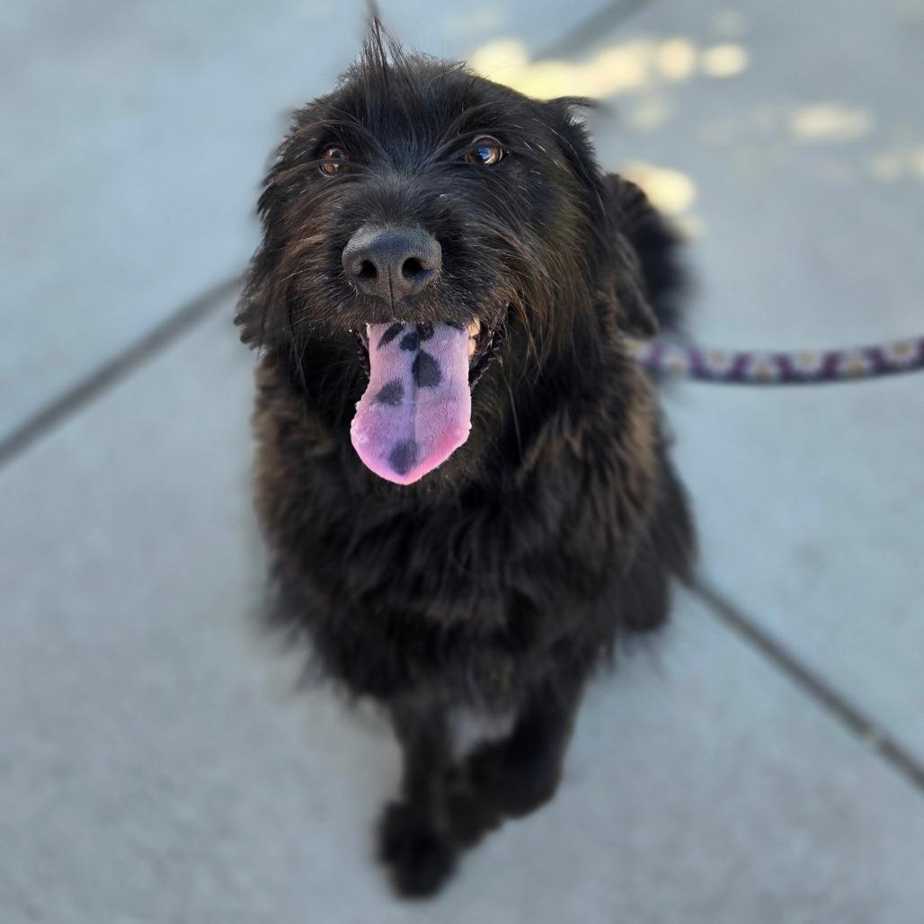 Enlarge Sedona, a Adoptable mixed breed in Albuquerque, NM image 2/6