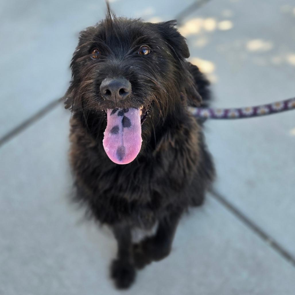 Enlarge Sedona, a Adoptable mixed breed in Albuquerque, NM image 3/6