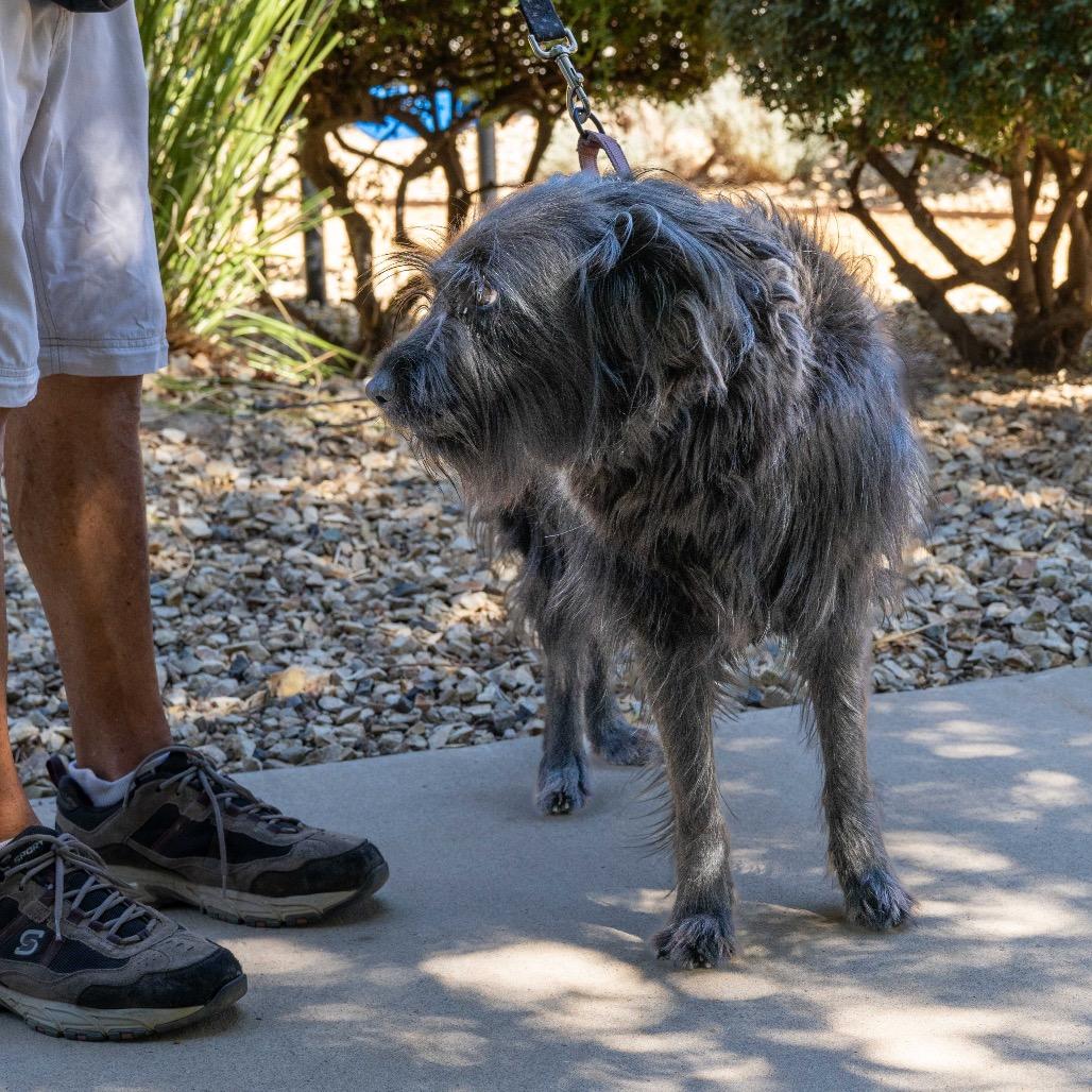 Enlarge Sedona, a Adoptable mixed breed in Albuquerque, NM image 5/6