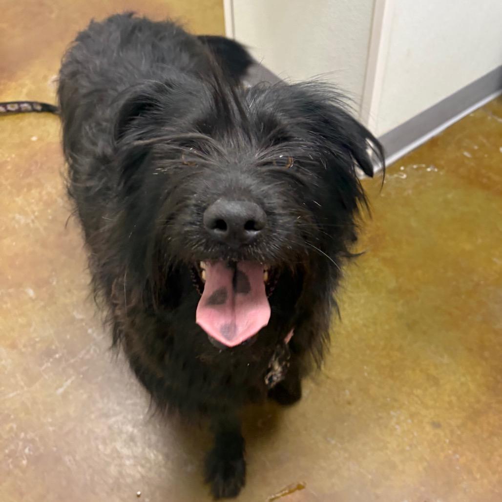 Enlarge Sedona, a Adoptable mixed breed in Albuquerque, NM image 6/6