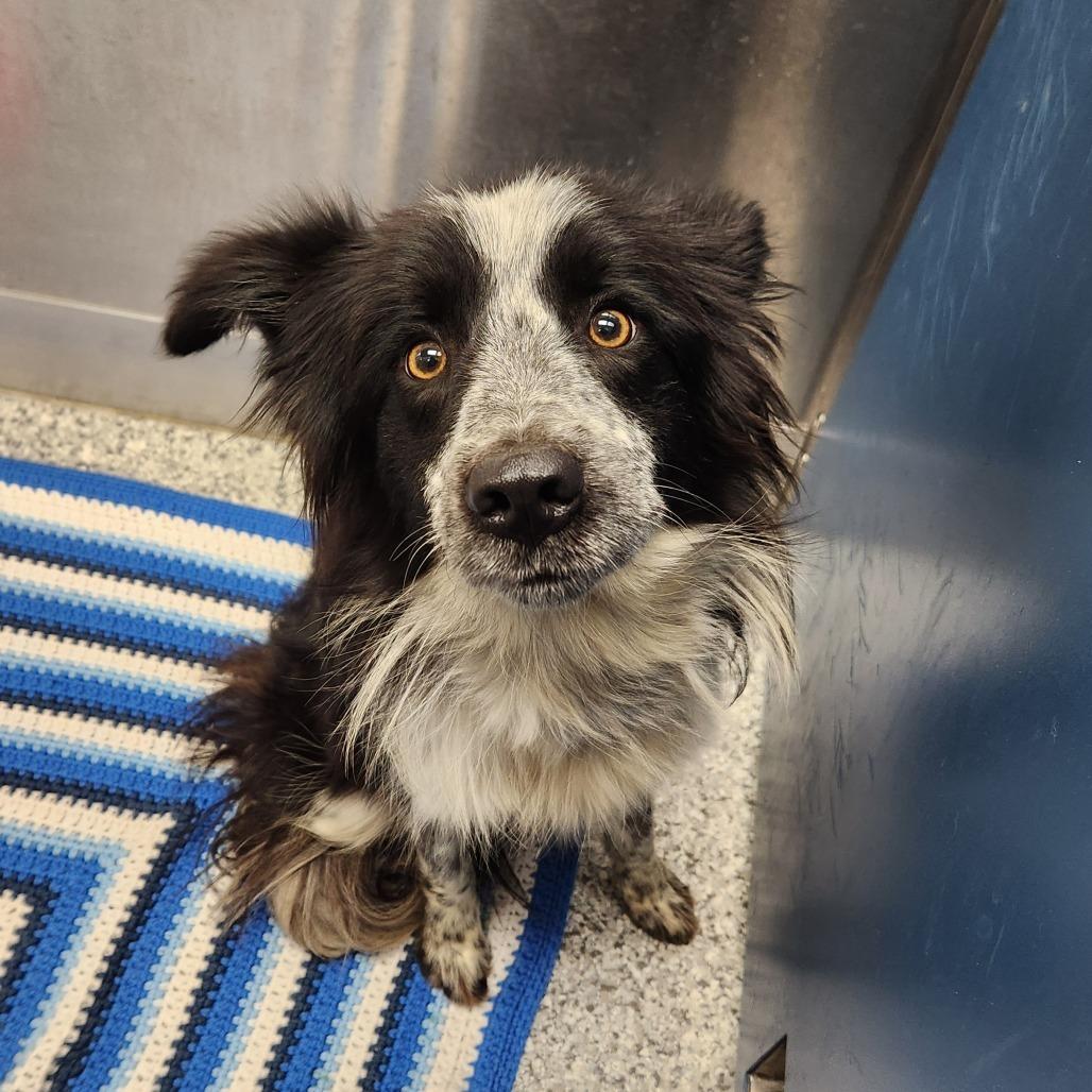 Enlarge Chicken, a Adoptable Collie in Saskatoon, SK image 1/3
