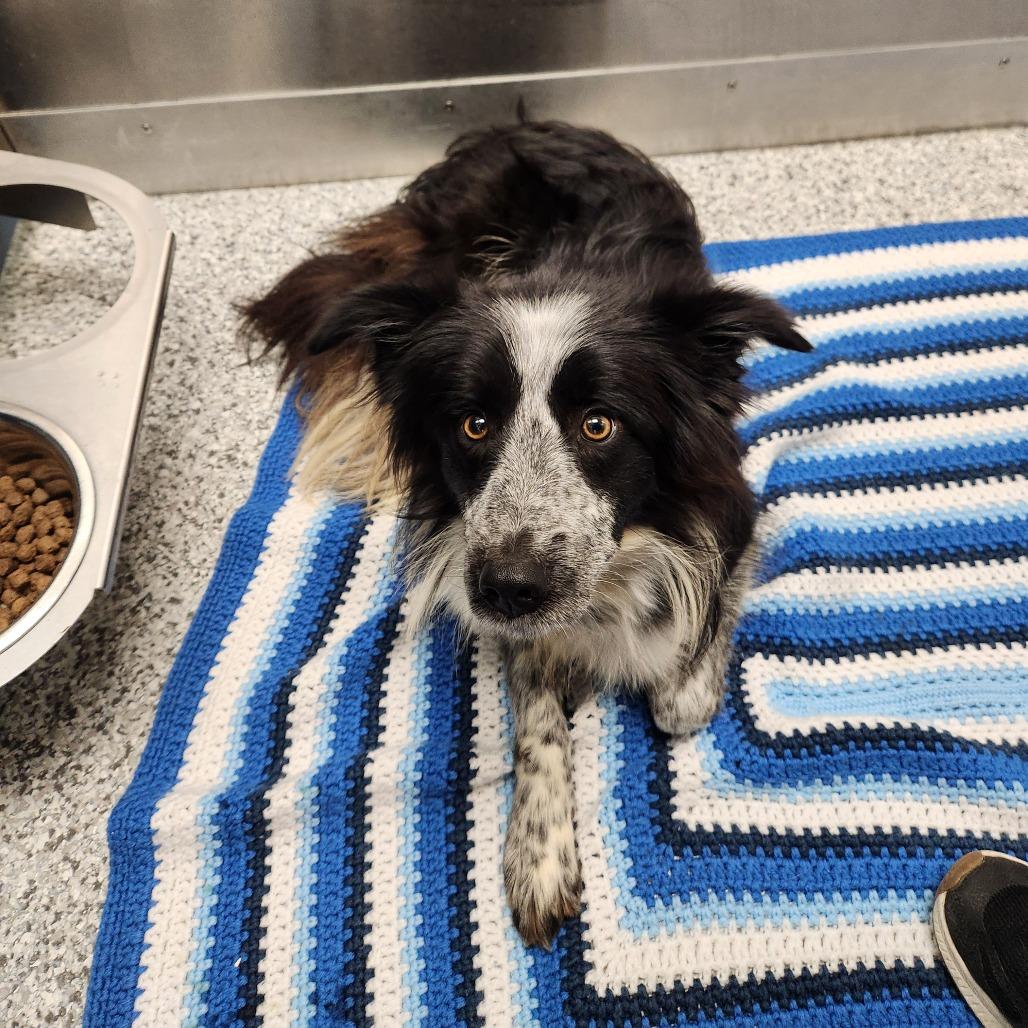 Enlarge Chicken, a Adoptable Collie in Saskatoon, SK image 2/3