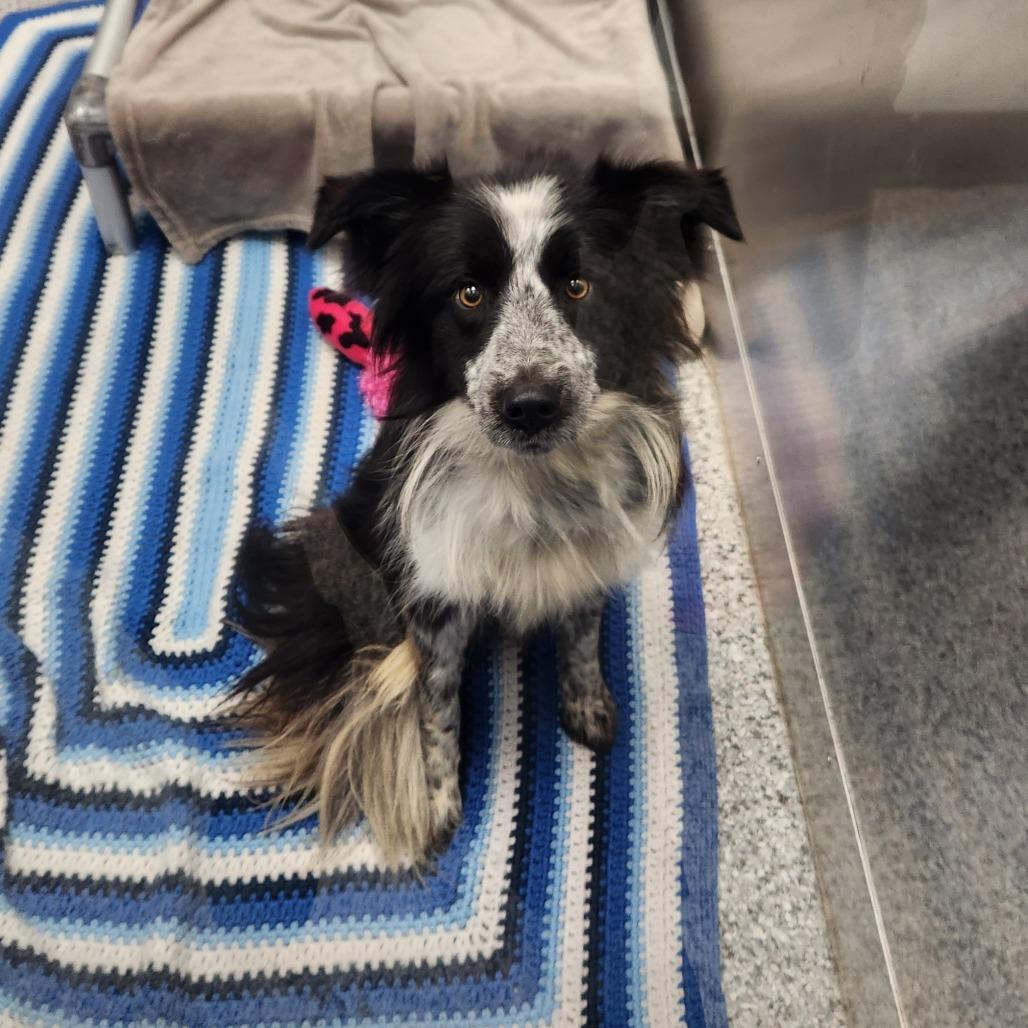 Enlarge Chicken, a Adoptable Collie in Saskatoon, SK image 3/3