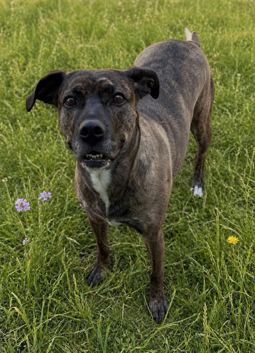 Zelda, Adoptable, Senior Female Boxer.