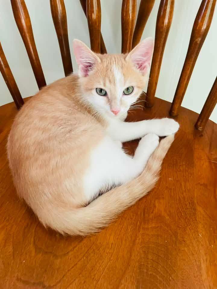 Gordon, ADOPTABLE, Young Male Domestic Short Hair.