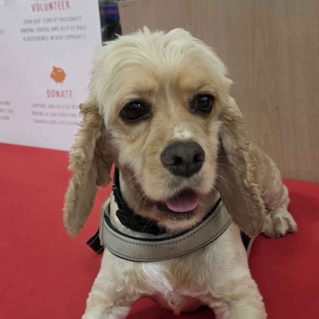 Elton, Adoptable, Adult Male Cocker Spaniel.