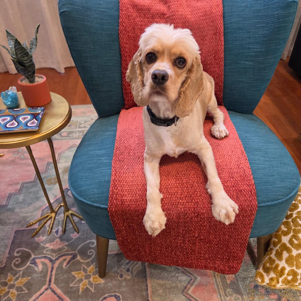 Enlarge Elton, a Adoptable Cocker Spaniel in Fort Lauderdale, FL image 2/3