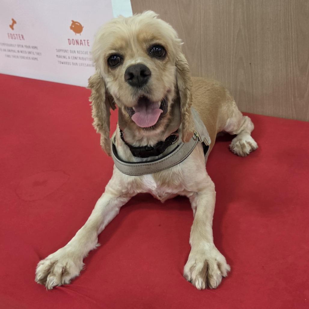Enlarge Elton, a Adoptable Cocker Spaniel in Fort Lauderdale, FL image 3/3