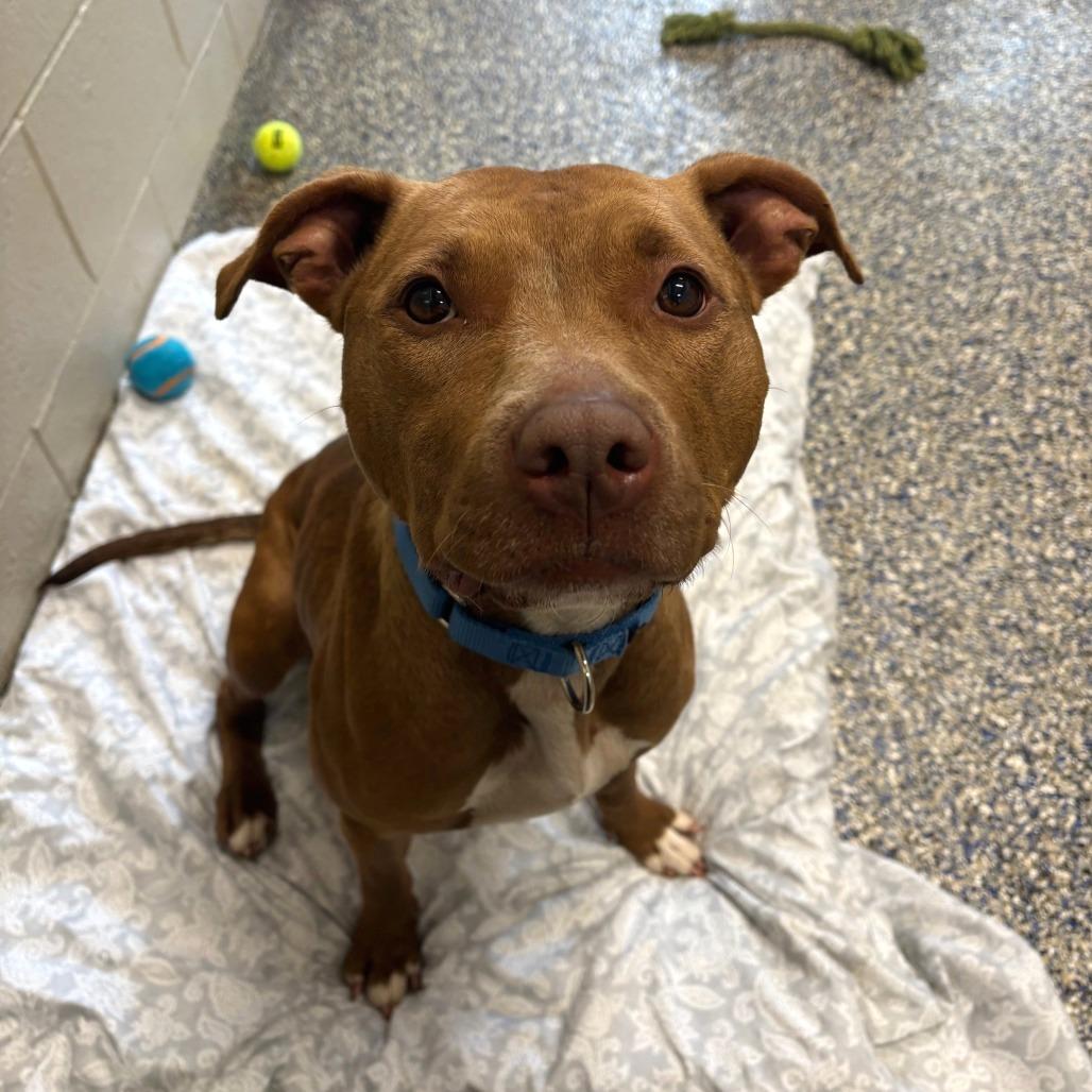 Lady, Adoptable, Adult Female Mixed Breed.