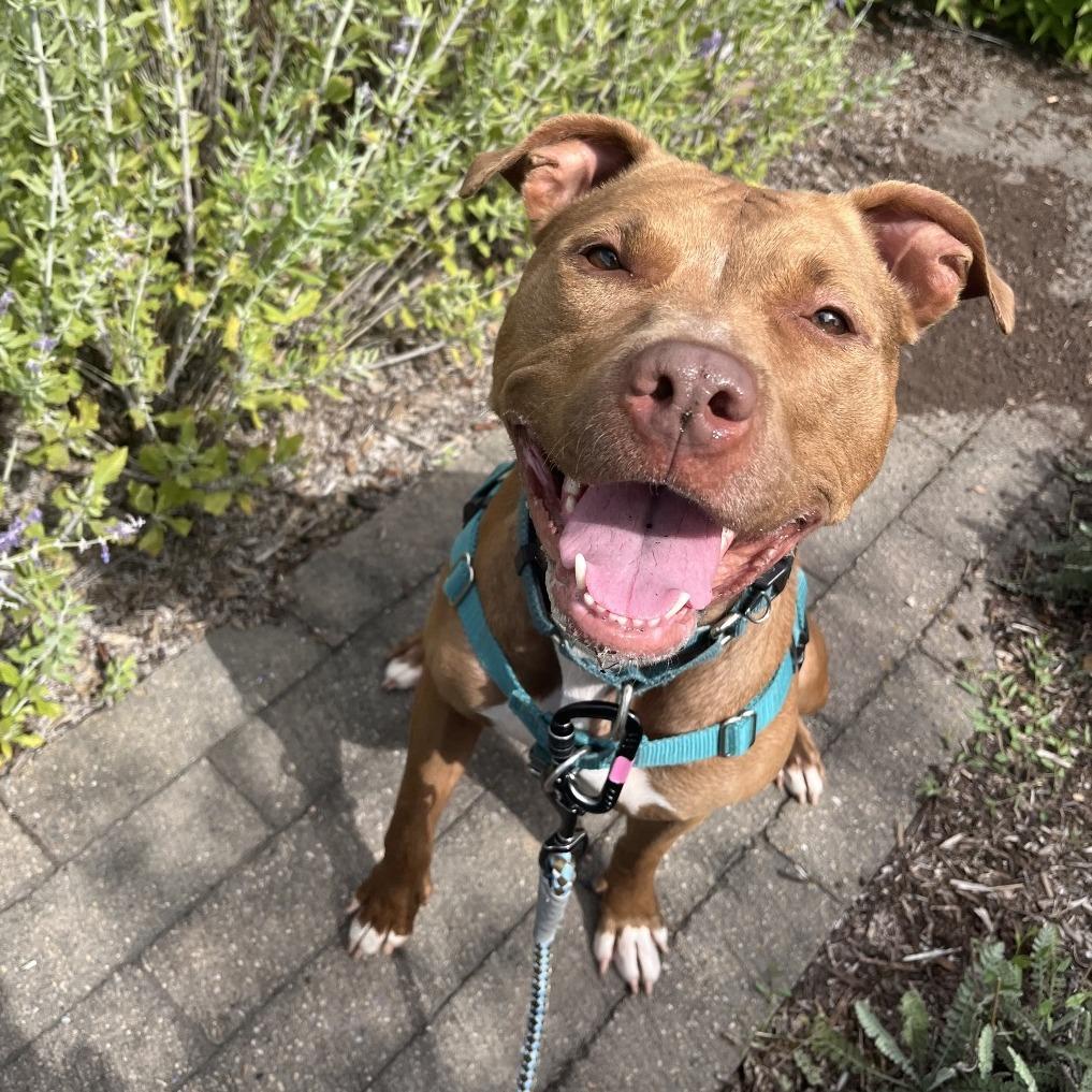 Enlarge Lady, a Adoptable Mixed Breed in Fairport, NY image 2/6