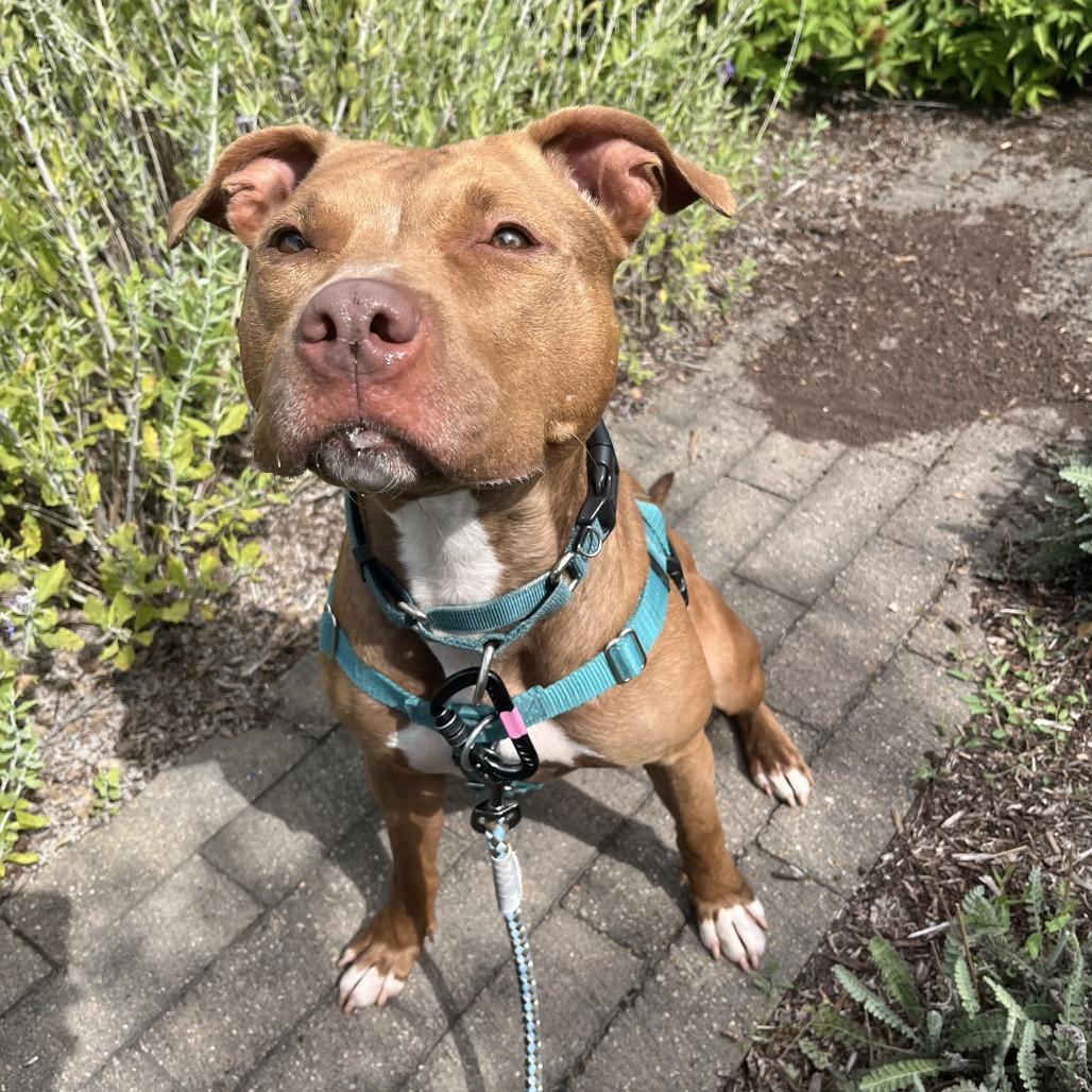 Enlarge Lady, a Adoptable Mixed Breed in Fairport, NY image 3/6