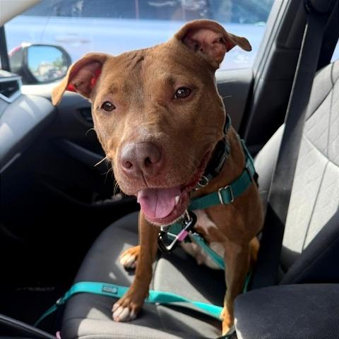 Enlarge Lady, a Adoptable Mixed Breed in Fairport, NY image 4/6