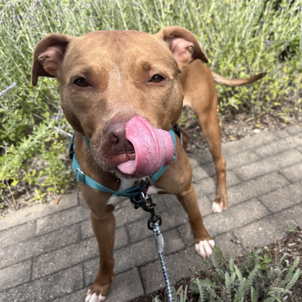 Enlarge Lady, a Adoptable Mixed Breed in Fairport, NY image 5/6