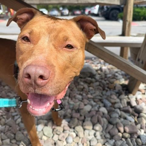 Enlarge Lady, a Adoptable Mixed Breed in Fairport, NY image 6/6