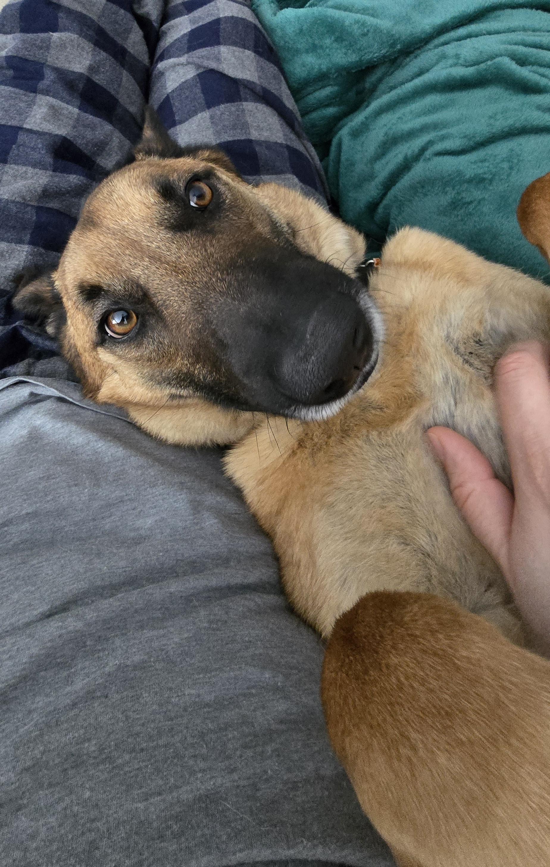 Enlarge Xin, a Adoptable Belgian Shepherd / Malinois in Vancouver, WA image 2/5