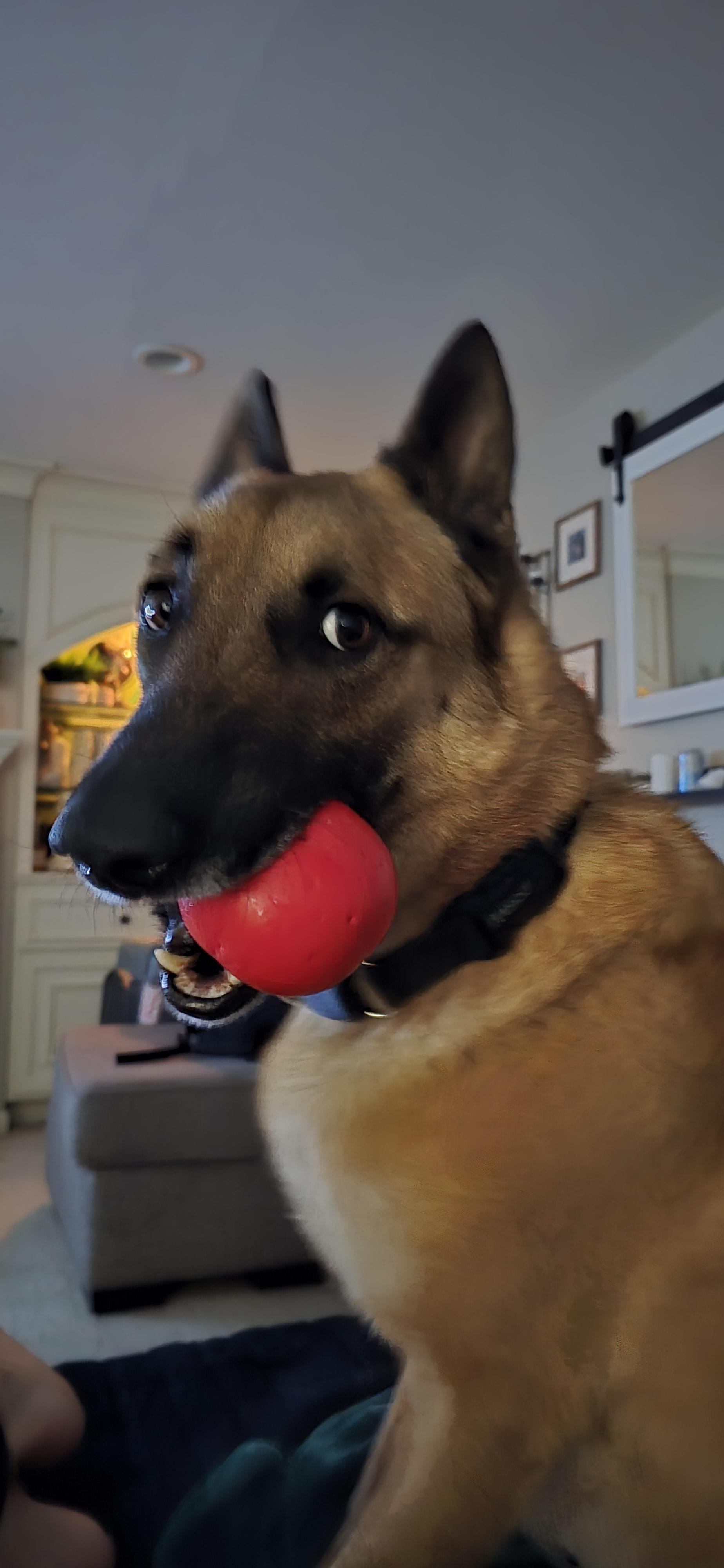 Enlarge Xin, a Adoptable Belgian Shepherd / Malinois in Vancouver, WA image 3/5