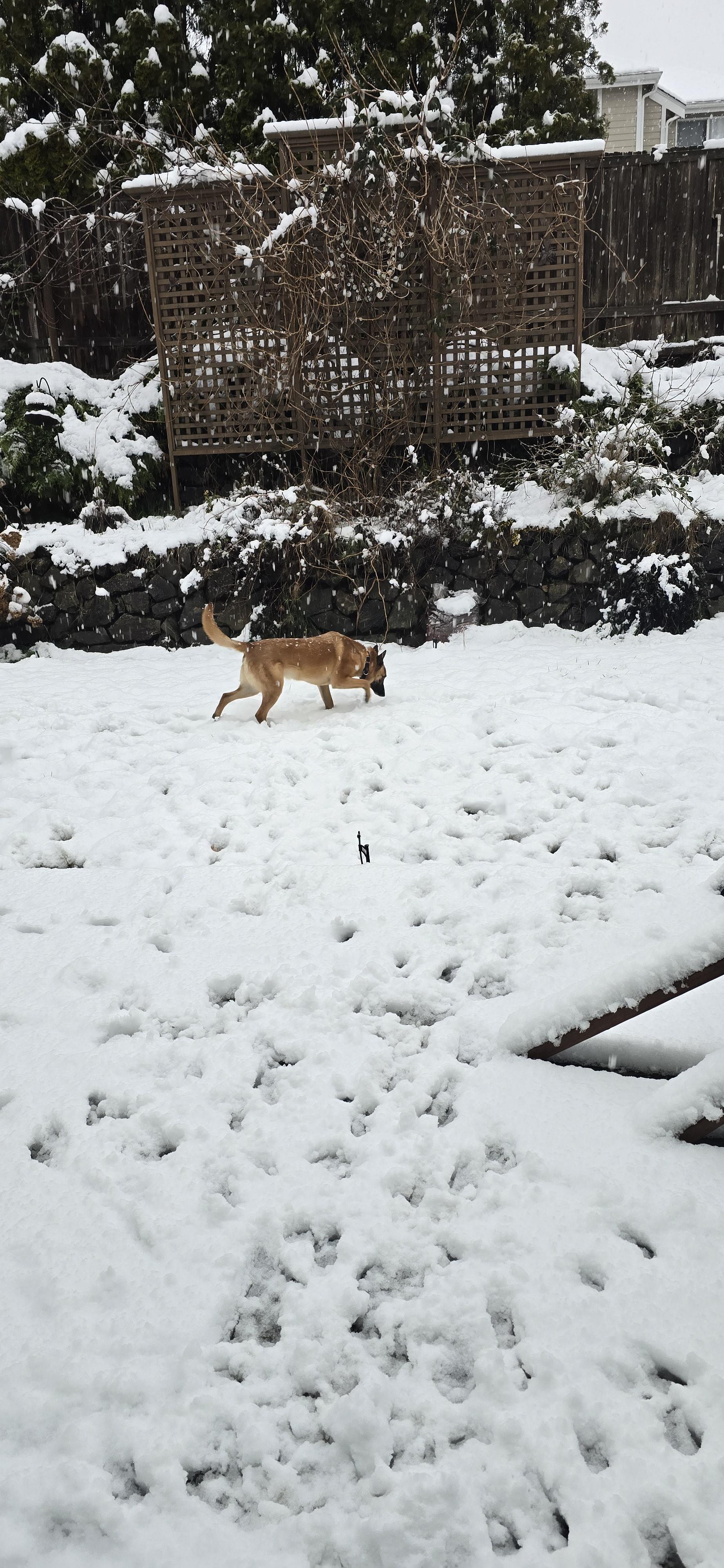 Enlarge Xin, a Adoptable Belgian Shepherd / Malinois in Vancouver, WA image 4/5