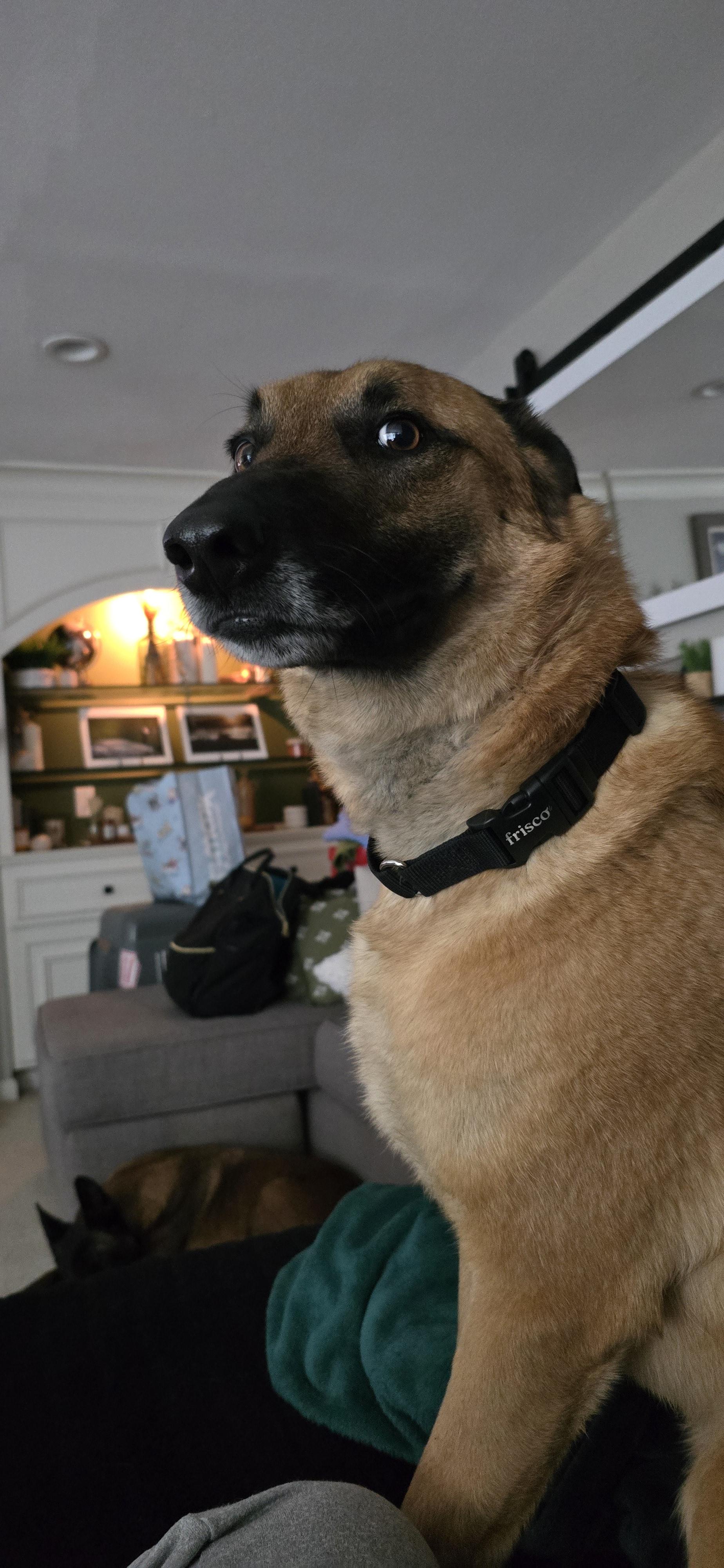 Enlarge Xin, a Adoptable Belgian Shepherd / Malinois in Vancouver, WA image 5/5