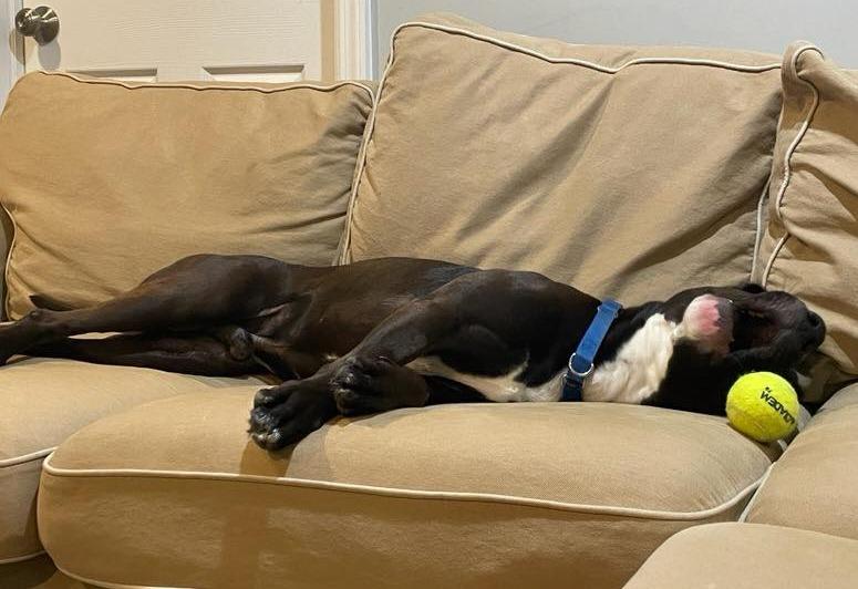 Timmy, Adoptable, Adult Male Black Labrador Retriever & Pit Bull Terrier.