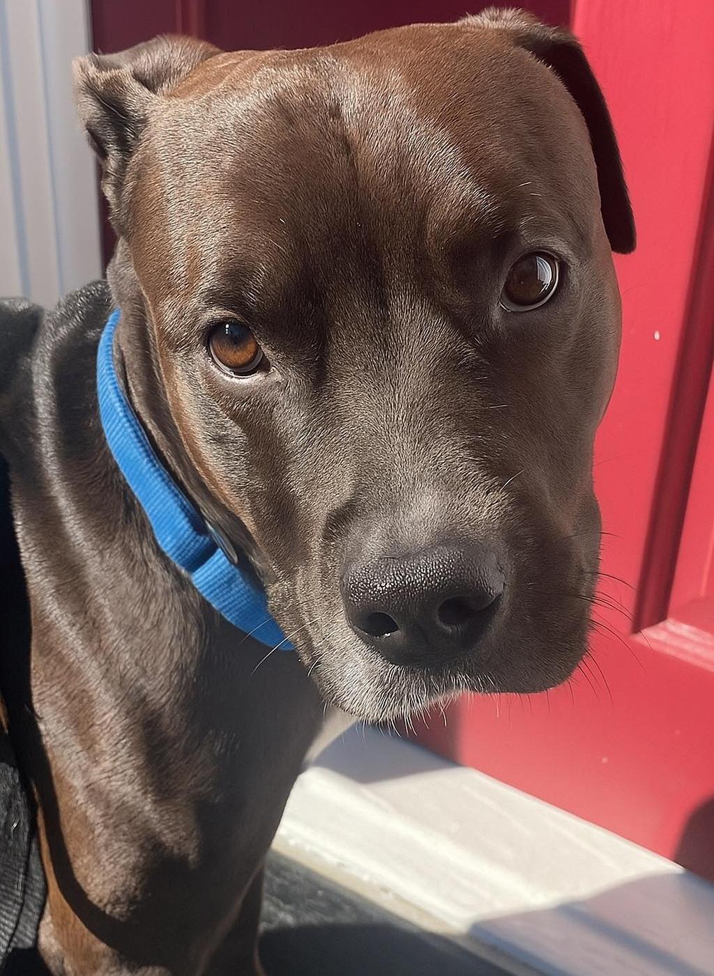 Enlarge Timmy, a Adoptable mixed breed in Prospect, CT image 2/4