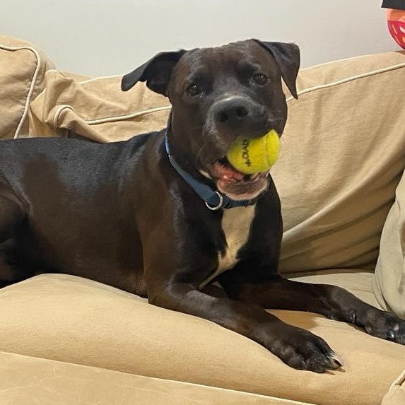 Enlarge Timmy, a Adoptable mixed breed in Prospect, CT image 3/4