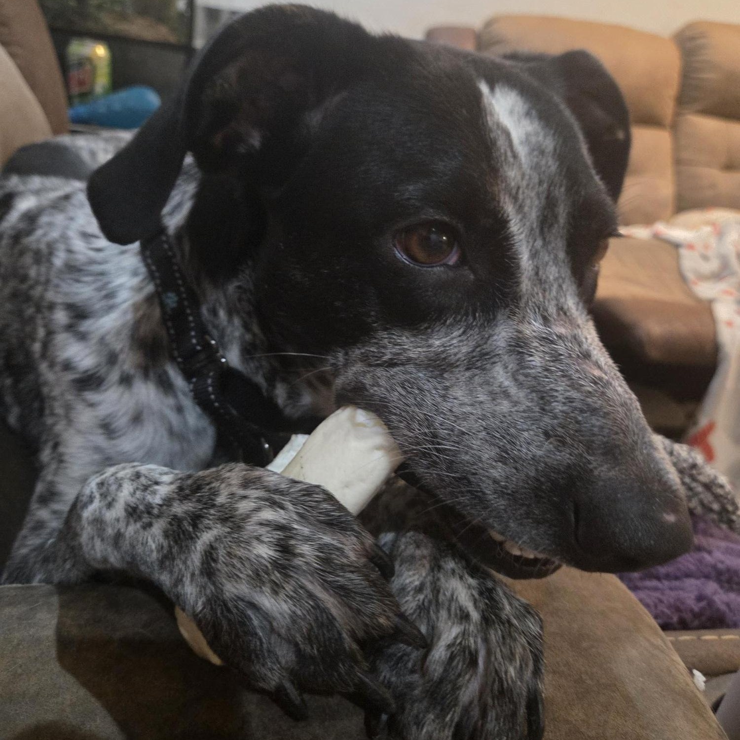 Kimber, ADOPTABLE, Young Female German Shorthaired Pointer.