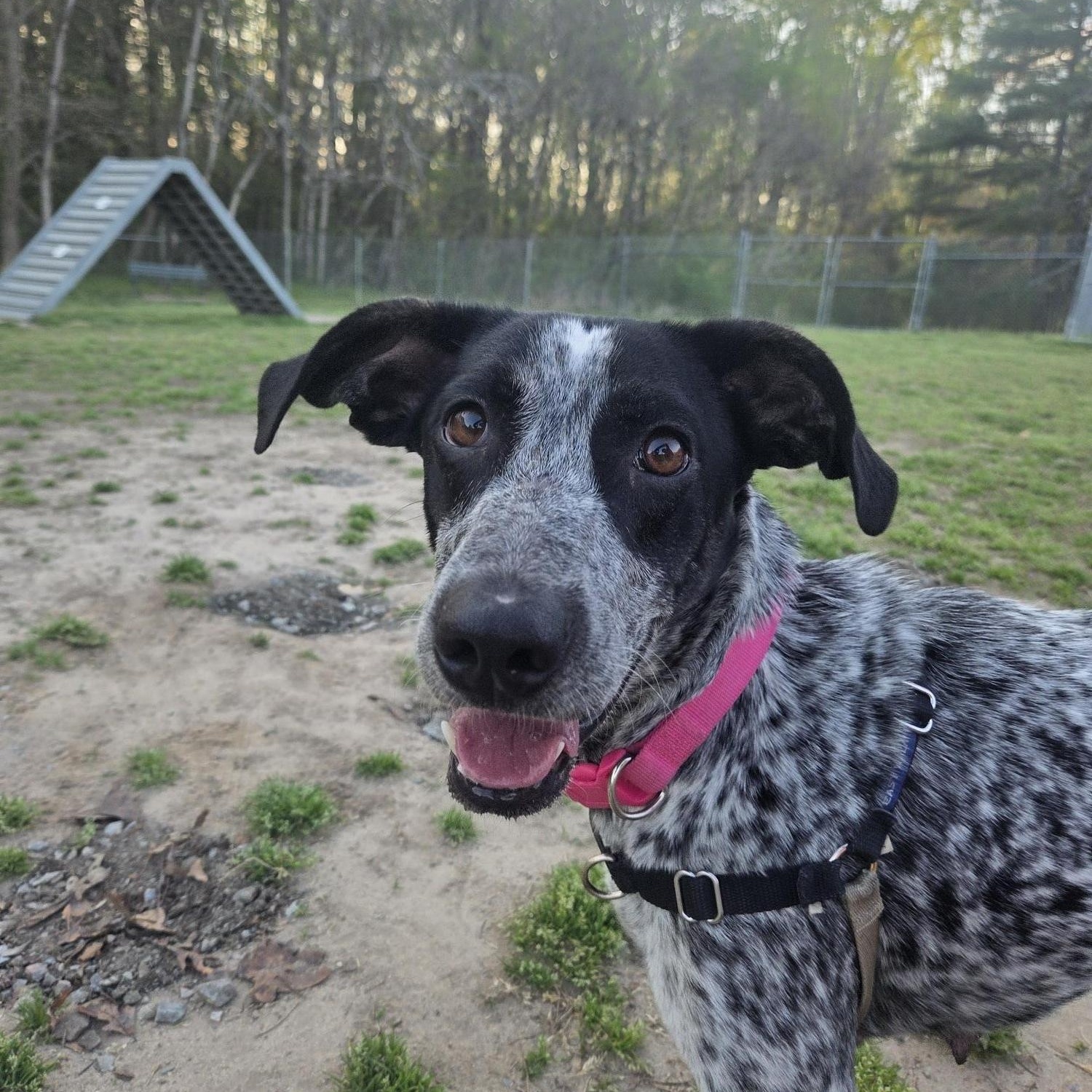 Enlarge Kimber, a ADOPTABLE mixed breed in Marion, MA image 3/3
