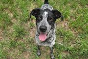 Enlarge Kimber, a ADOPTABLE mixed breed in Marion, MA image 4/4