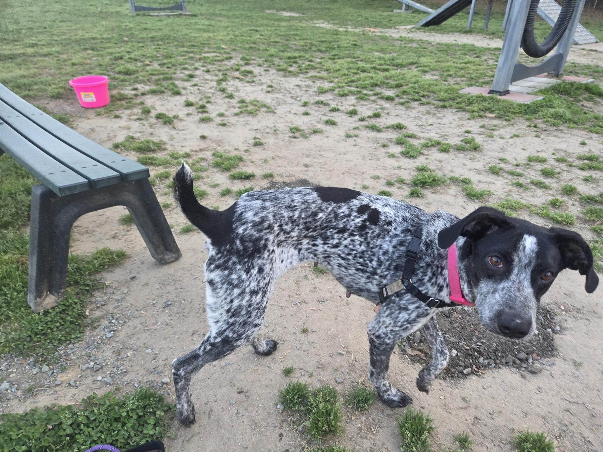 Enlarge Kimber, a ADOPTABLE mixed breed in Marion, MA image 2/3