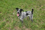 Enlarge Kimber, a ADOPTABLE mixed breed in Marion, MA image 3/4