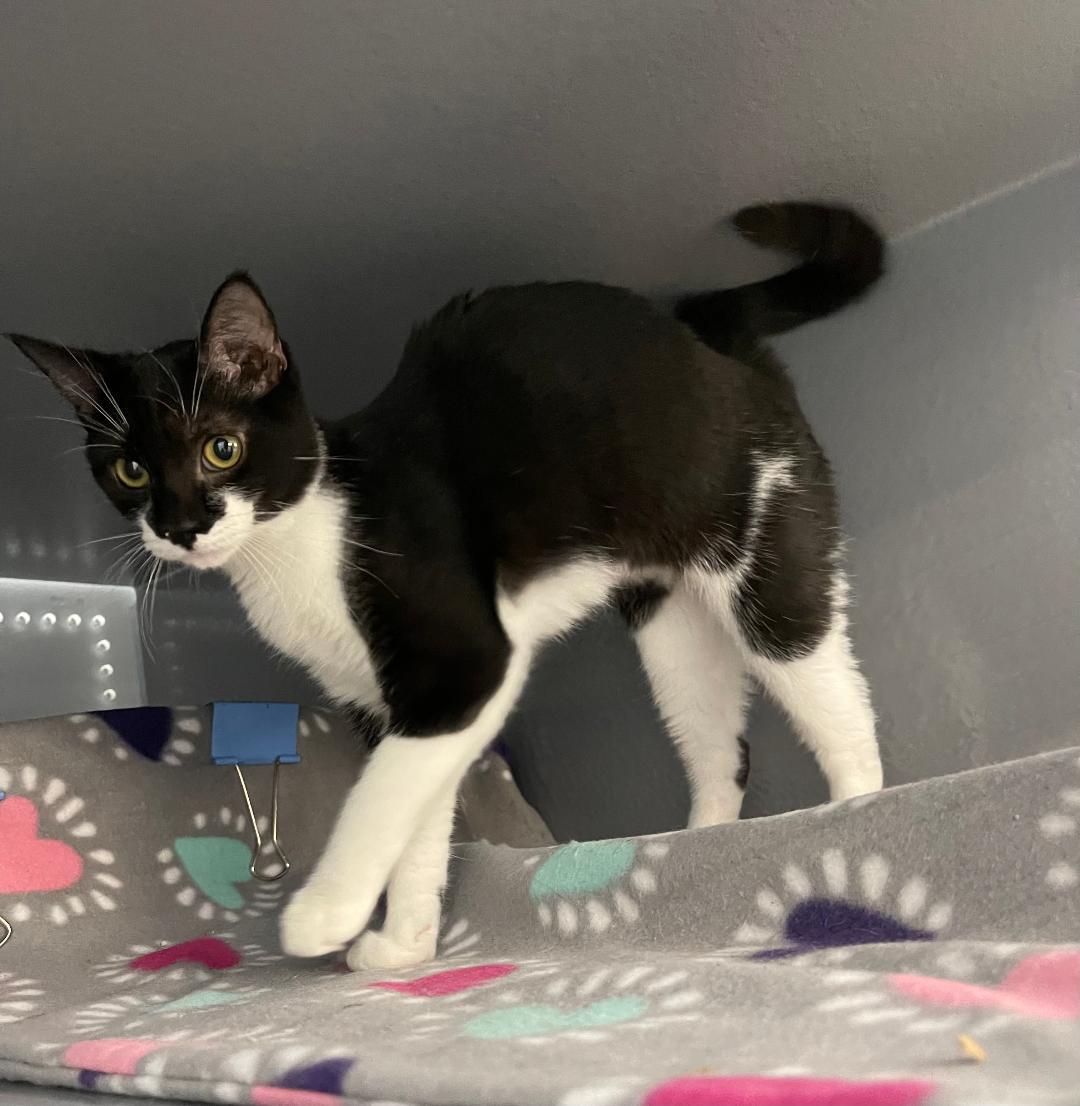 Tiffany, Adopted, Kitten Female Domestic Short Hair.