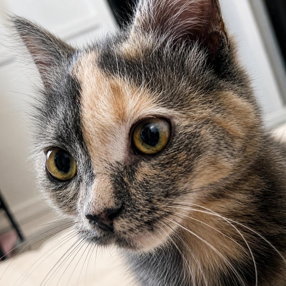 Enlarge Sonesta, a Adopted Domestic Medium Hair in Santa Ana, CA image 1/4