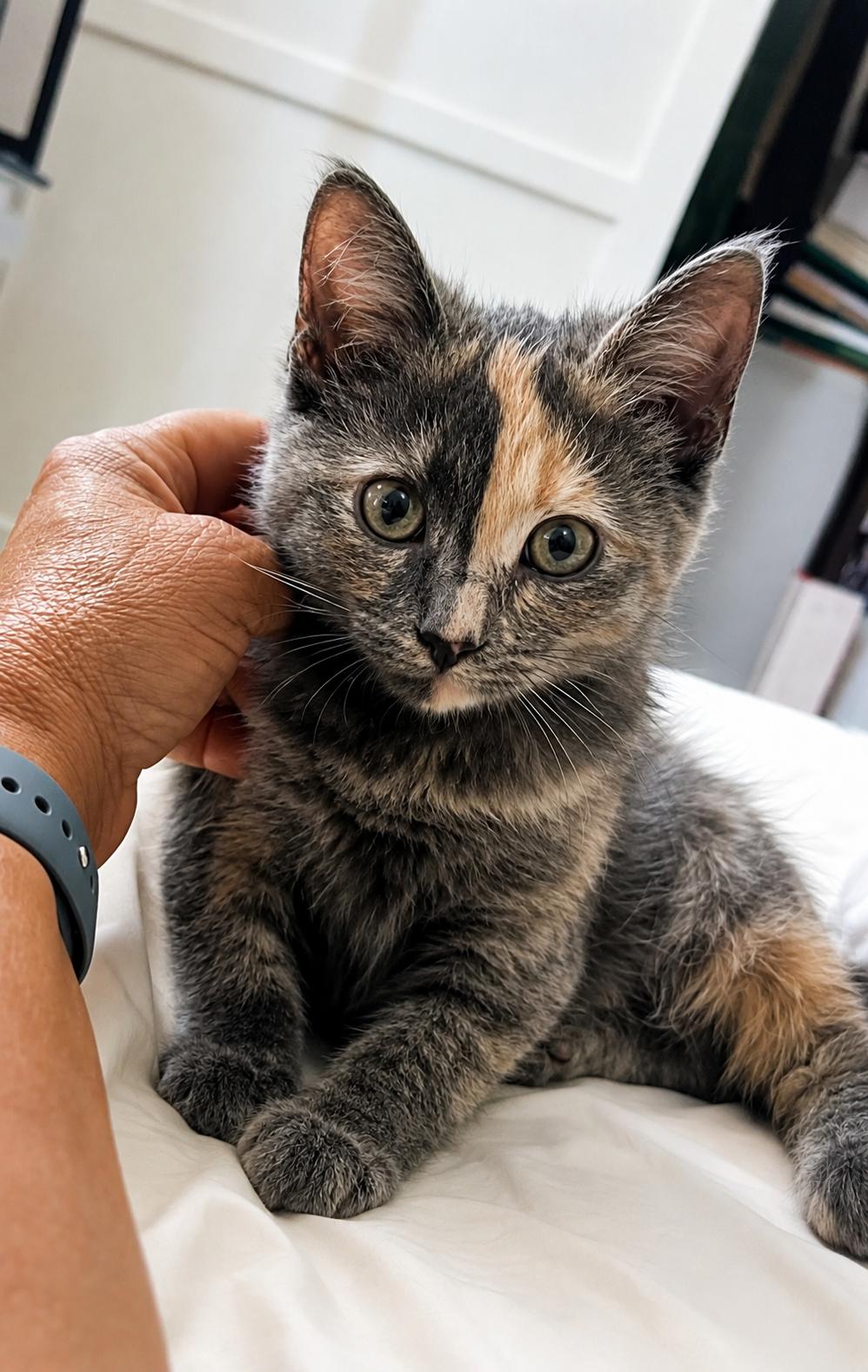 Enlarge Sonesta, a Adopted Domestic Medium Hair in Santa Ana, CA image 2/4